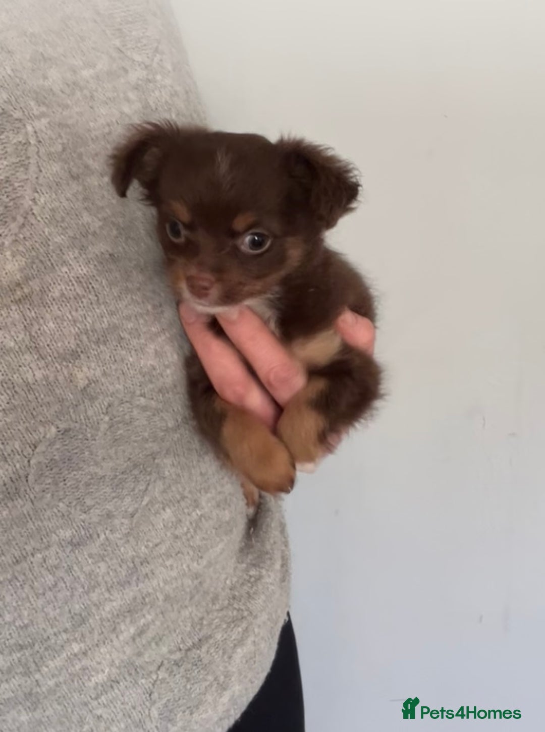 Chihuahua dogs for sale: Last chihuahua girl - READY NOW  - Advert 4