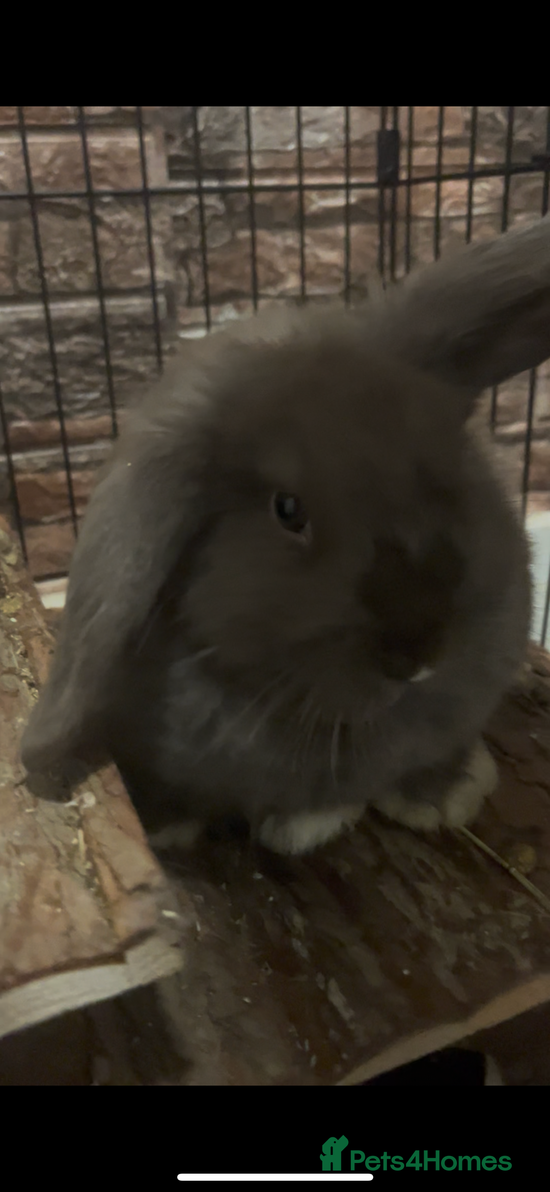 Mini Lop rabbits for sale: Beautiful mini lop - Advert 4