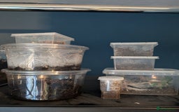 Tarantulas invertebrates for sale: Mixed tarantula slings - Advert 1