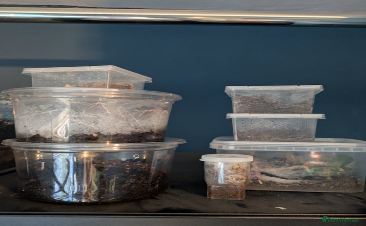 Tarantulas invertebrates Mixed tarantula slings - Advert 1