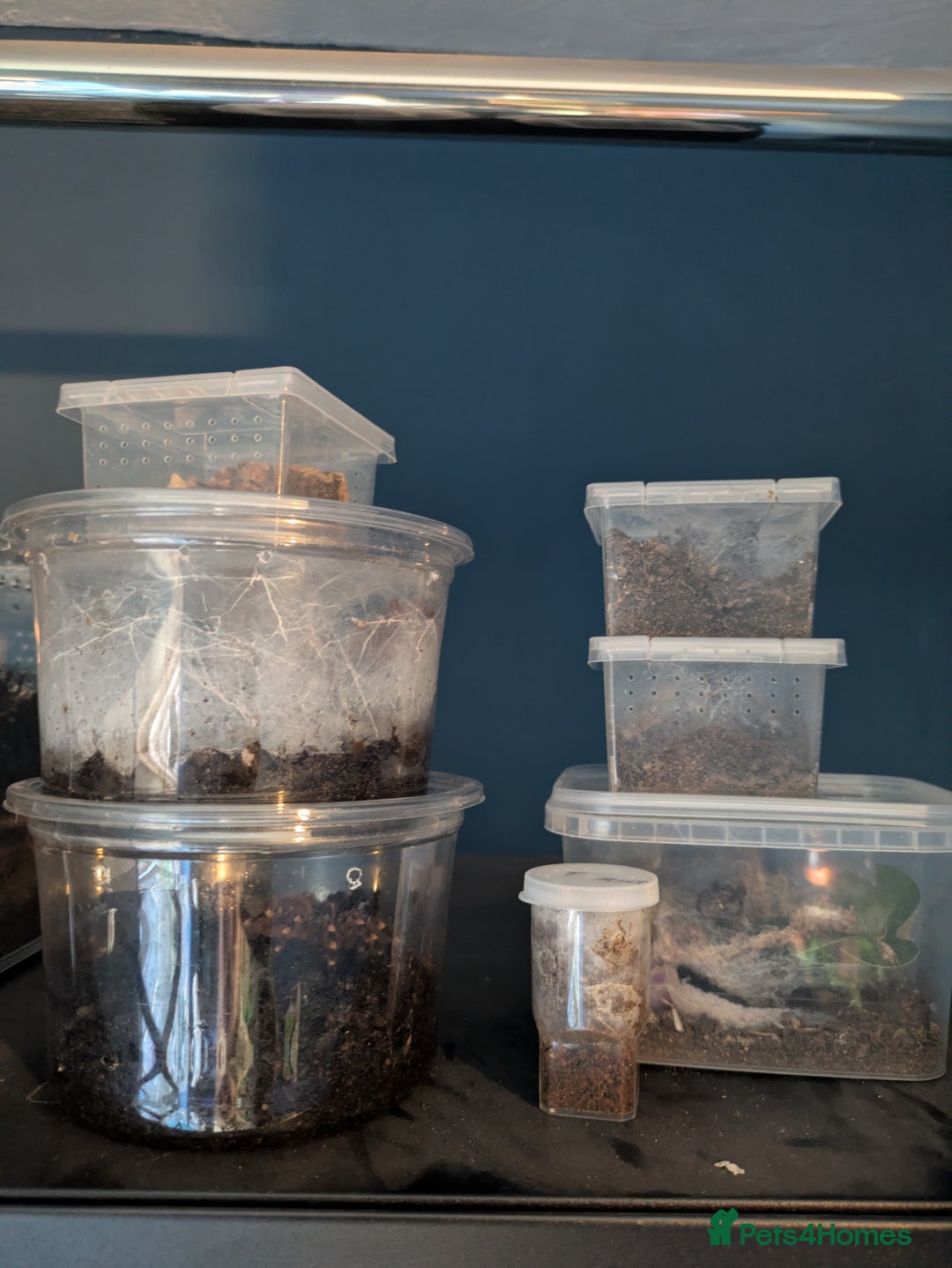 Tarantulas invertebrates for sale: Mixed tarantula slings - Advert 1