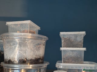 Tarantulas invertebrates Mixed tarantula slings - Advert 1