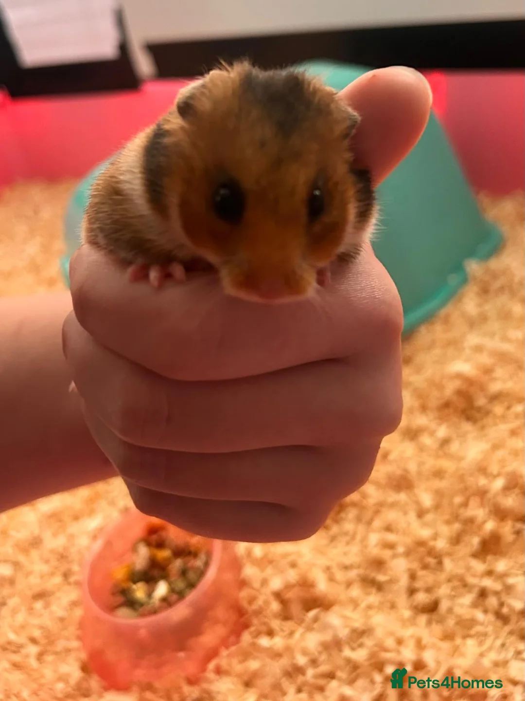 Hamster rodents for sale: Super friendly Siberian Hamster 🐹💕 - Advert 1