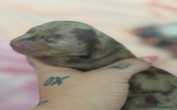 Dachshund dogs for sale: 🌭🌭🌭🌭🌭🌭🌭little dachshunds🌭🌭🌭🌭🌭  - Image 8