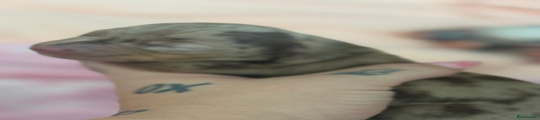 Dachshund Puppy 2