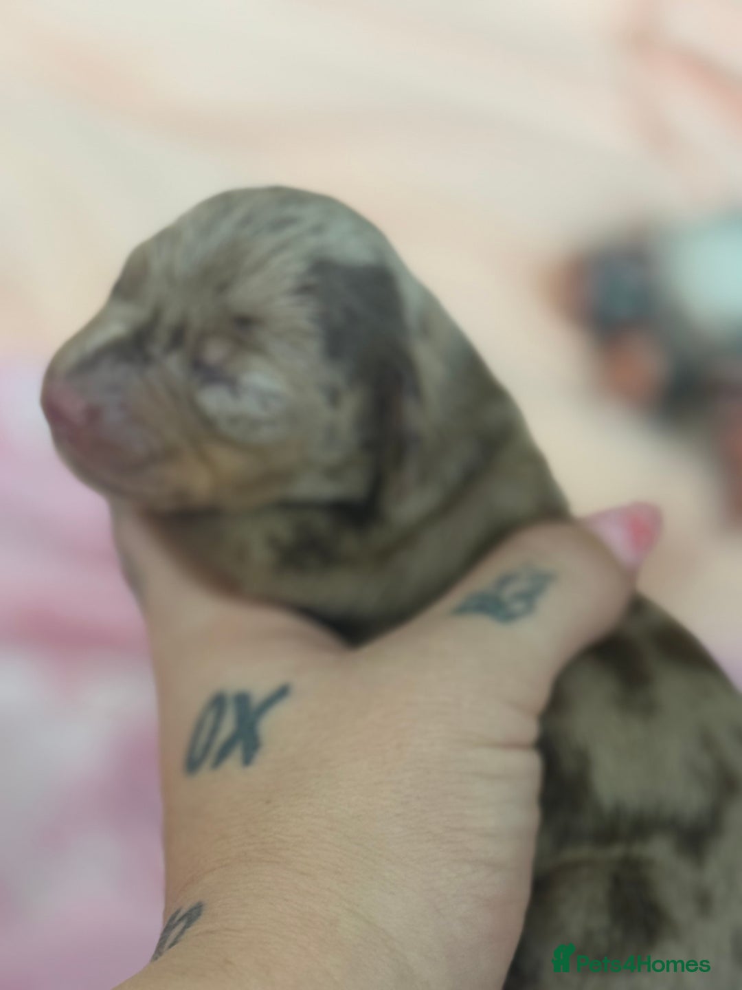 Dachshund dogs for sale: 🌭🌭🌭🌭🌭🌭🌭little dachshunds🌭🌭🌭🌭🌭  - Image 8
