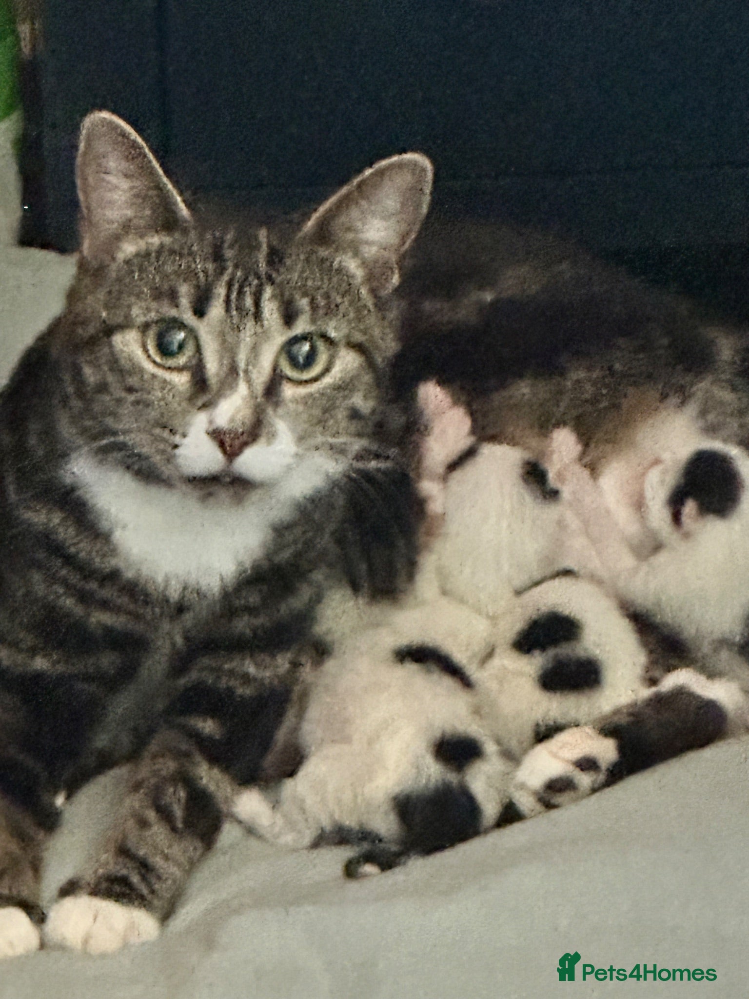 Mixed Breed cats Beautiful babies ready for collection - Advert 11