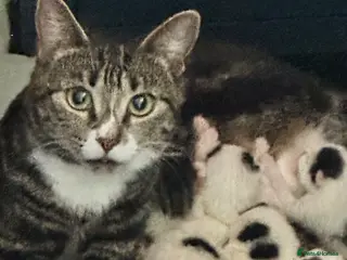 Mixed Breed cats Beautiful babies ready for collection - Advert 3