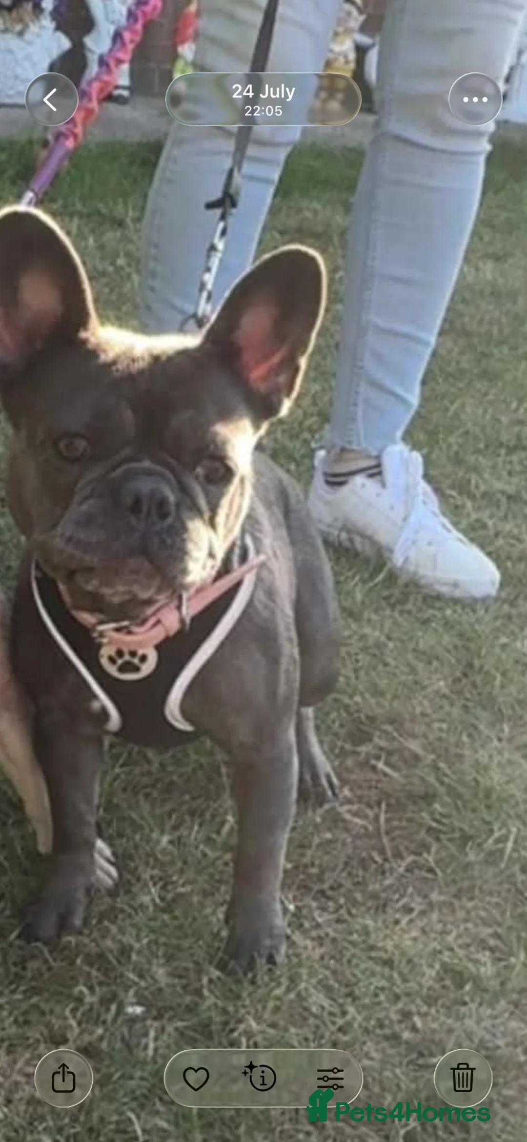 French Bulldog dogs for sale: Female blue French bull dog - Advert 1