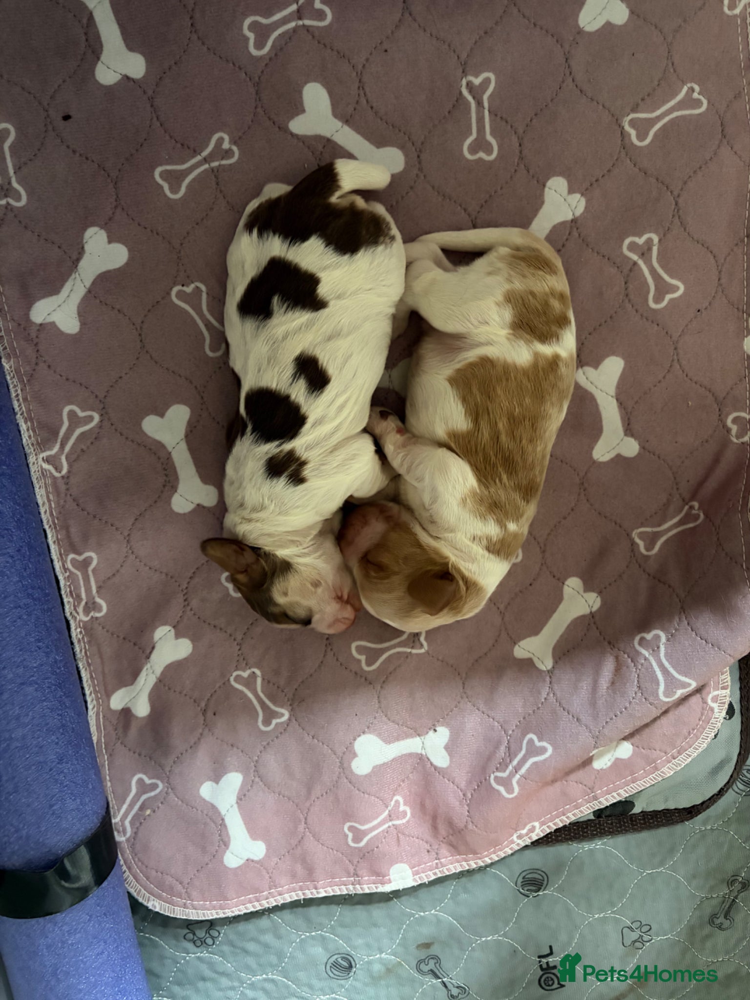 Cocker Spaniel dogs for sale: Lexies little litter  - Advert 9