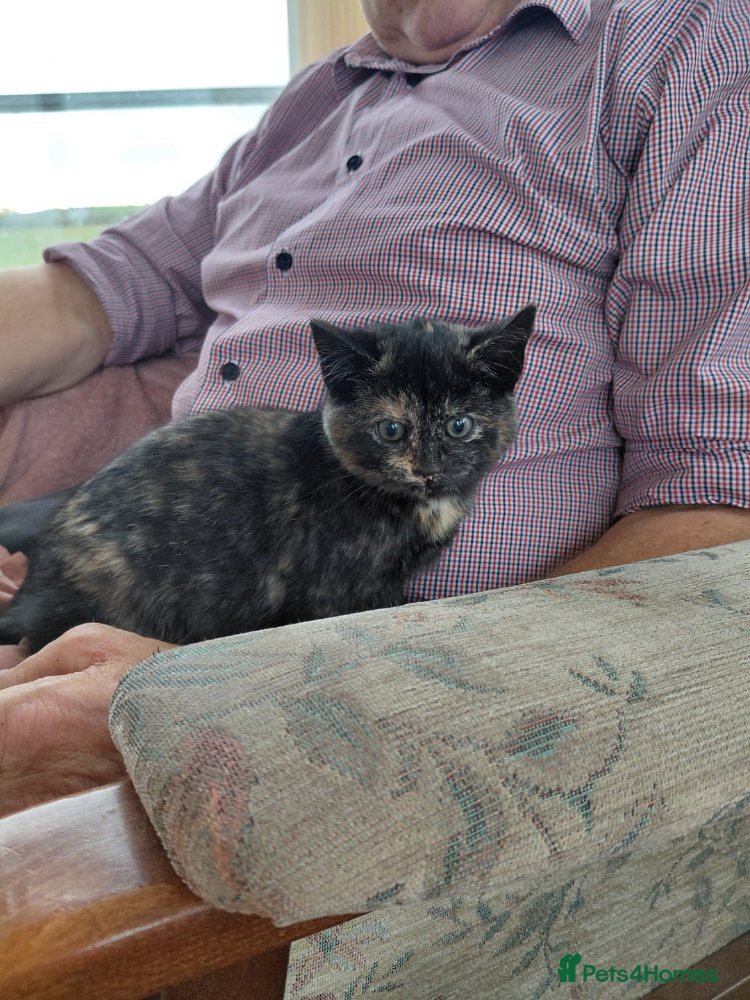 British Shorthair cats for sale: British Short haired kittens - Image 4