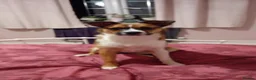 Jug dogs for sale: Beautiful little girl needs her forever home  in Chippenham - Advert 5