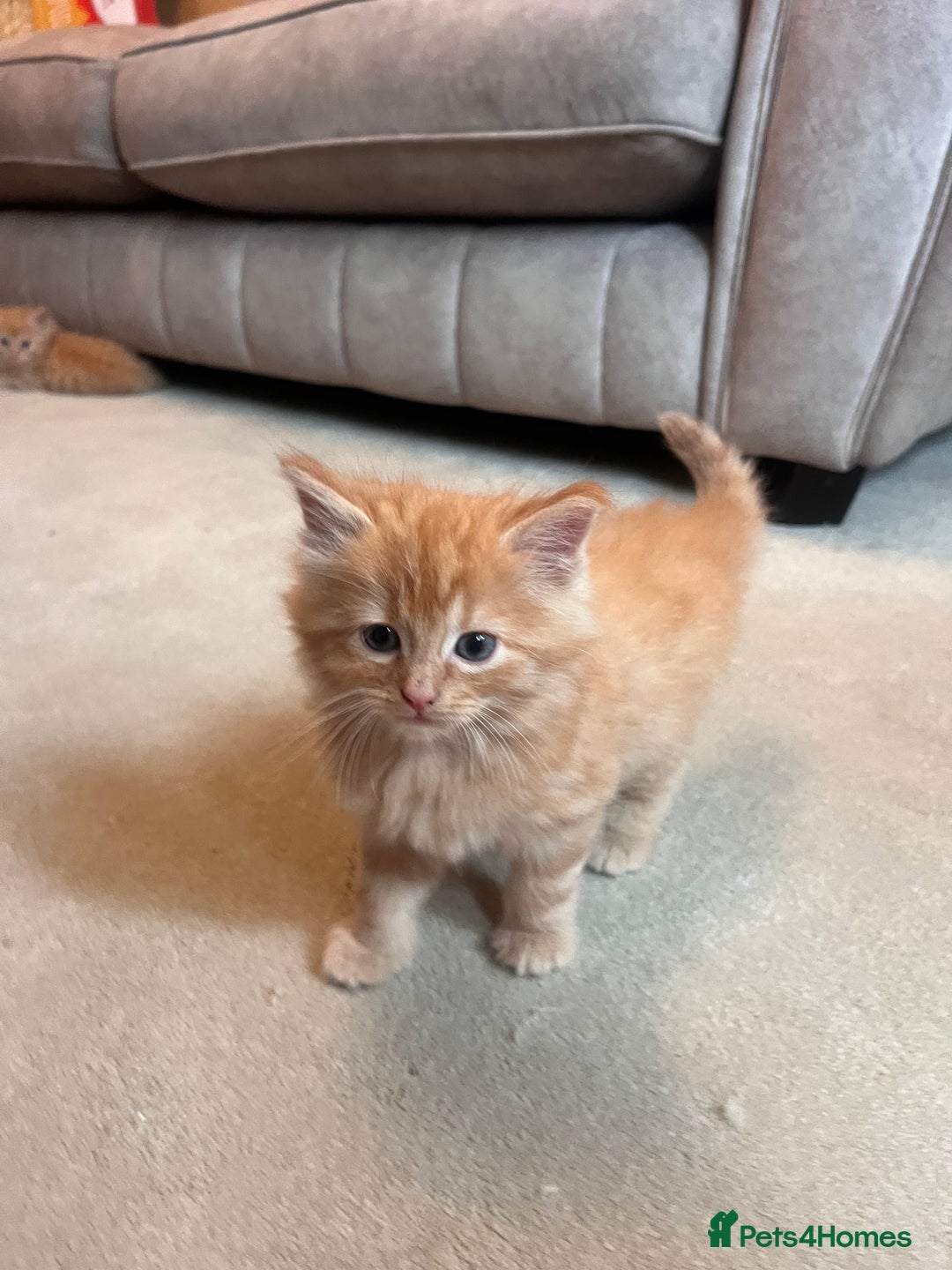 Ragdoll cats for sale: Ragdoll x kittens. Tabby and apricot and cream - Image 7
