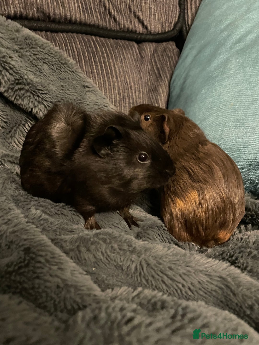 Guinea Pig rodents for sale: 2 baby girl guinea pigs  - Image 4