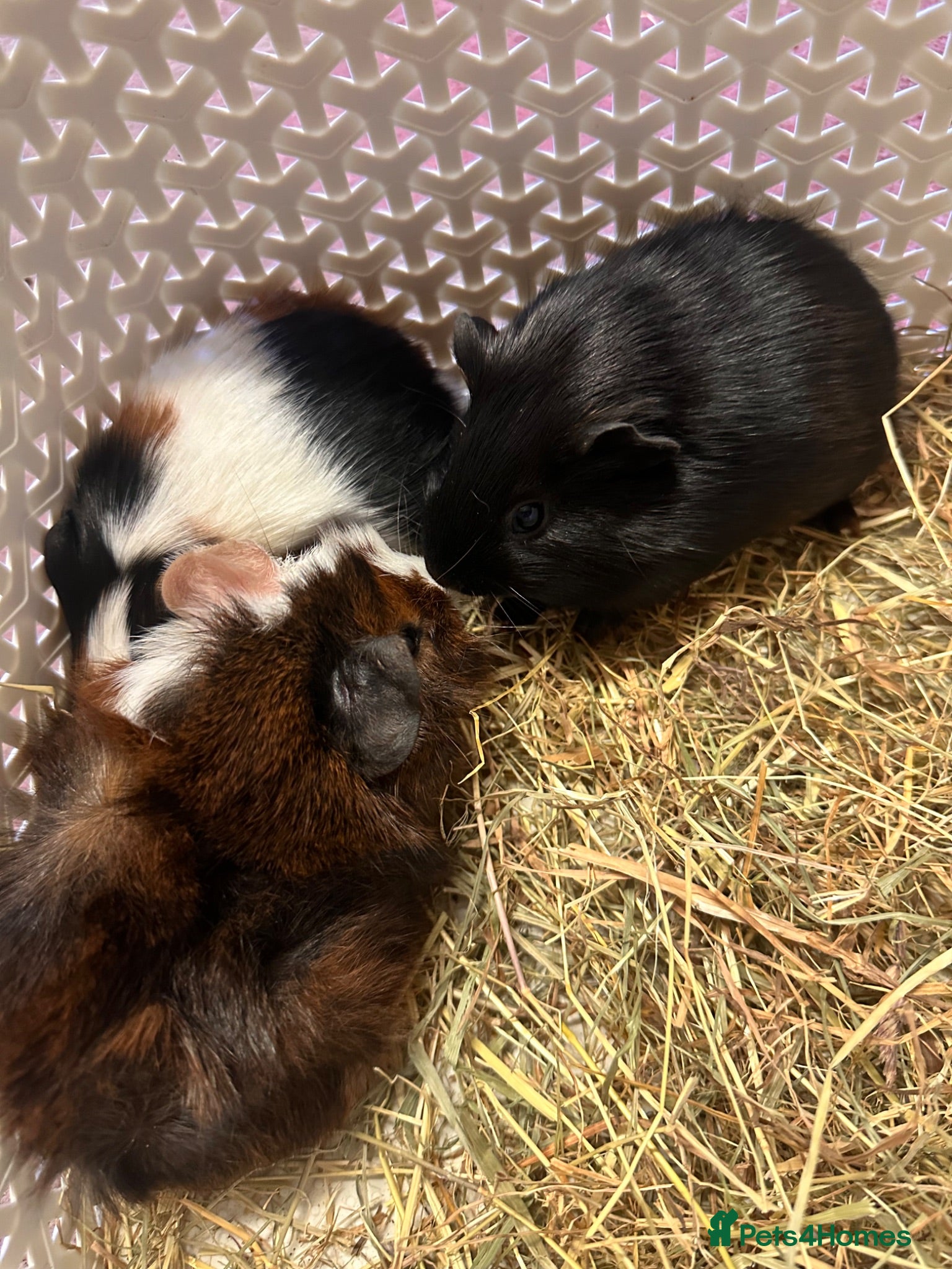 Guinea Pig rodents Gorgeous baby Guineapigs  - Advert 2