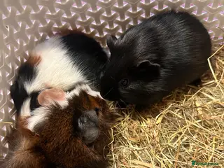 Guinea Pig rodents Gorgeous baby Guineapigs - Advert 2