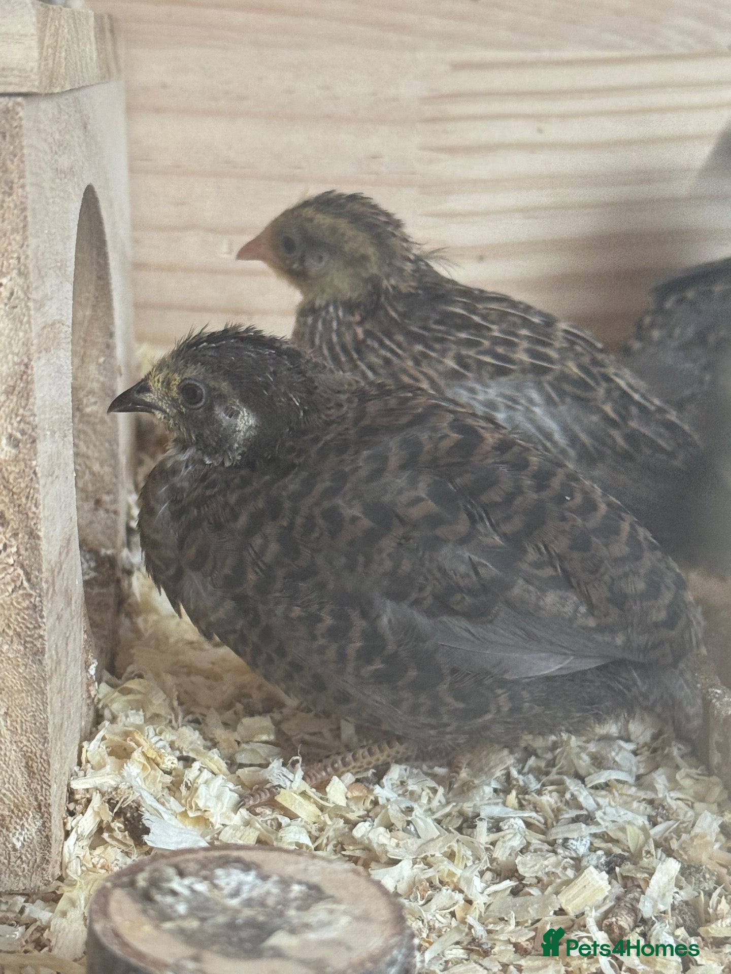 Quail poultry Button Quail  - Advert 3