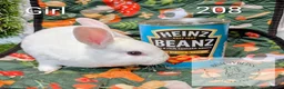 Rex rabbits for sale: Mini Rex Pedigree bunnies for reserve!  - Advert 6