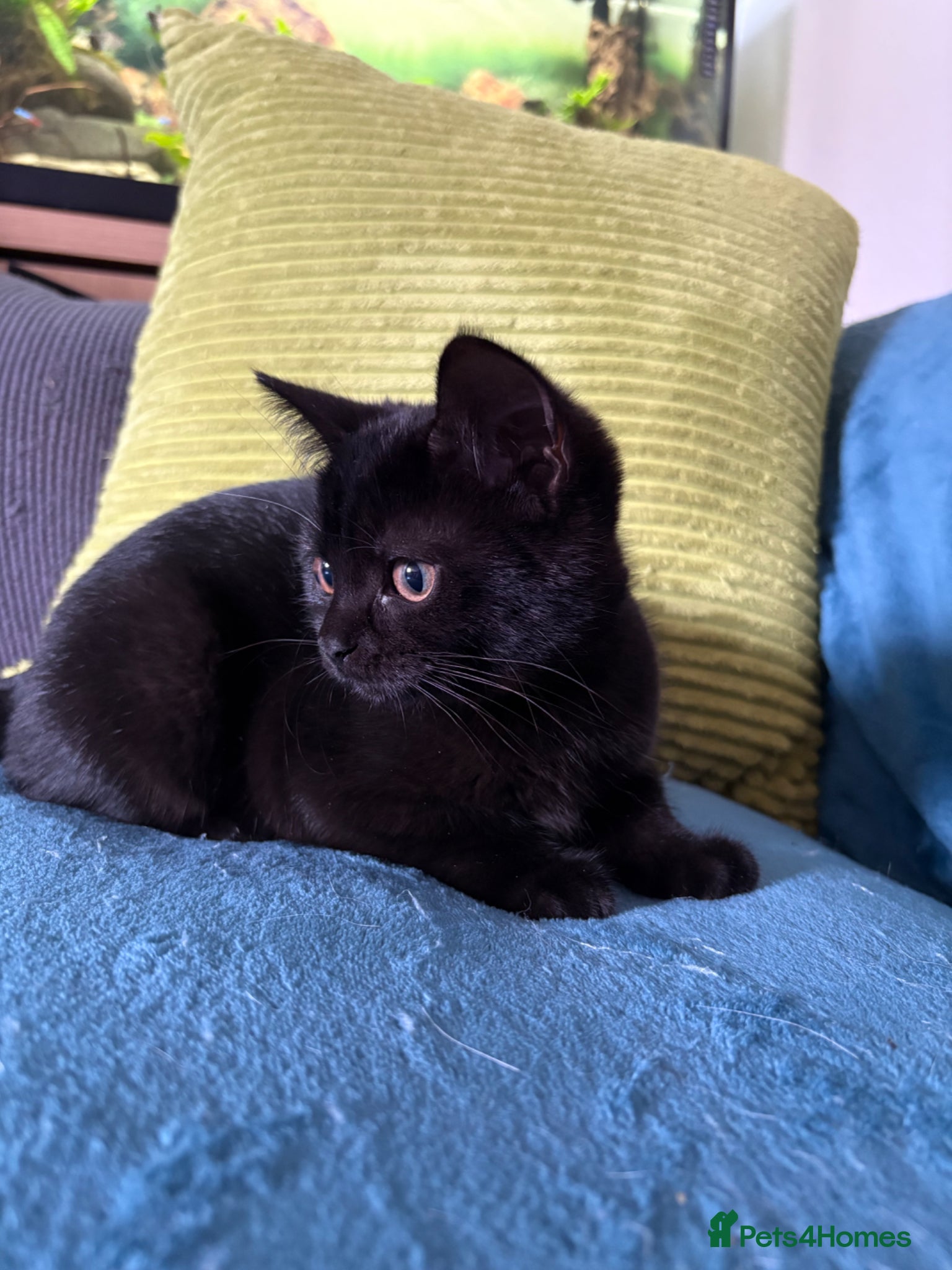 British Shorthair cats British shorthair kittens  - Advert 8