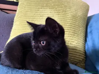 British Shorthair cats British shorthair kittens - Advert 8