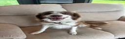 Border Collie dogs for sale: Beautiful Border Collie Puppies - Advert 17