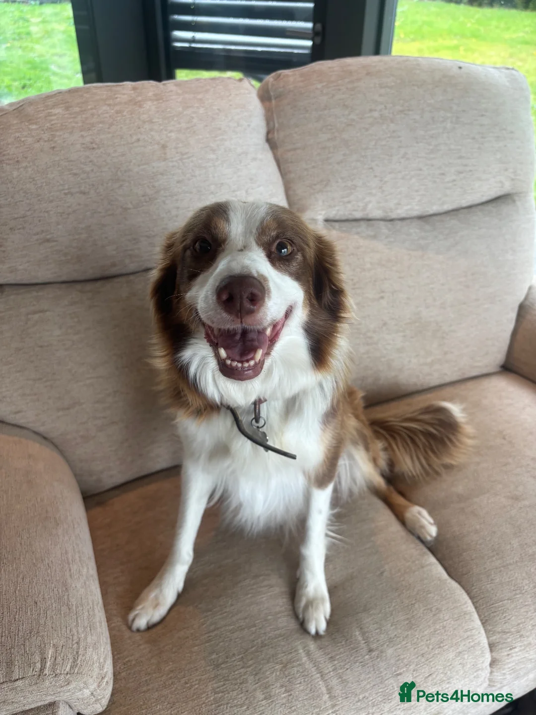 Border Collie dogs for sale: Beautiful Border Collie Puppies - Advert 17