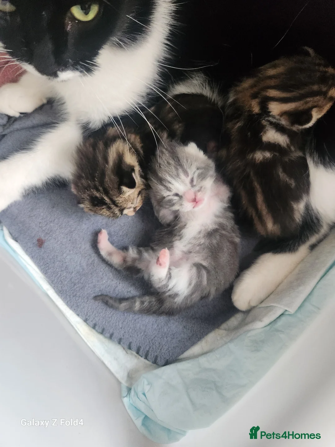 Mixed Breed cats for sale: Beautiful kittens - Advert 9