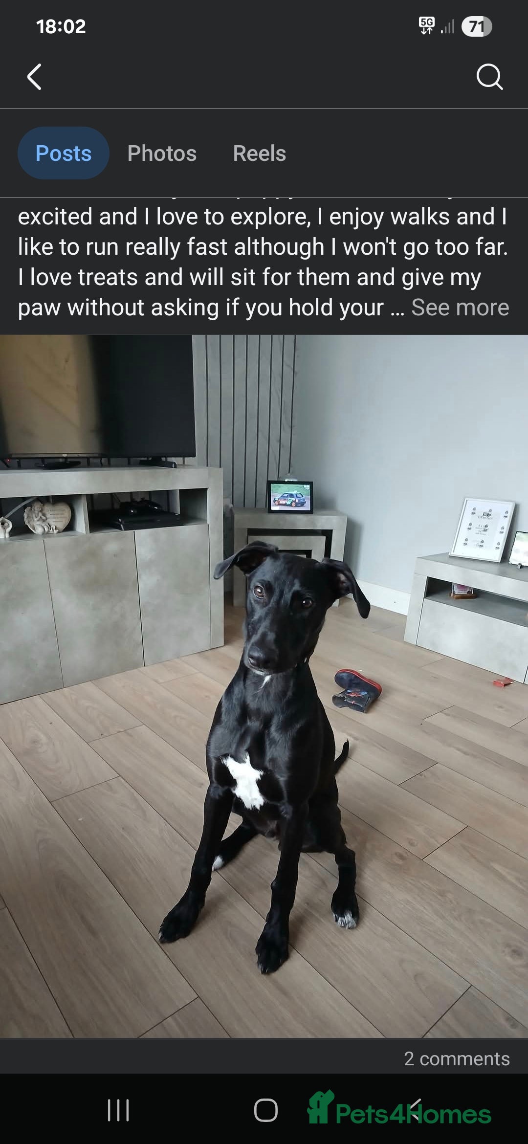 Mixed Breed dogs for sale: Ozzy  - Image 3