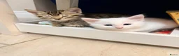 Bengal cats for sale: Bengal X kittens  in Bristol - Advert 7