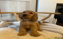 Cocker Spaniel dogs for sale: GOLDEN health tested show cocker spaniel pups - Image 19