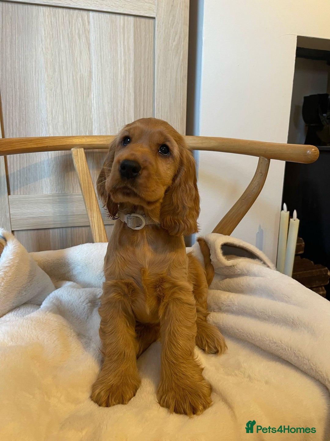 Cocker Spaniel dogs for sale: GOLDEN health tested show cocker spaniel pups - Image 19