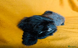 Shih Tzu dogs for sale: Beautiful Shih Tzus - Image 4
