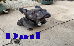 French Bulldog dogs for sale: FRENCH BULLDOG PUPPIES , THOROUGHBRED  - Image 2