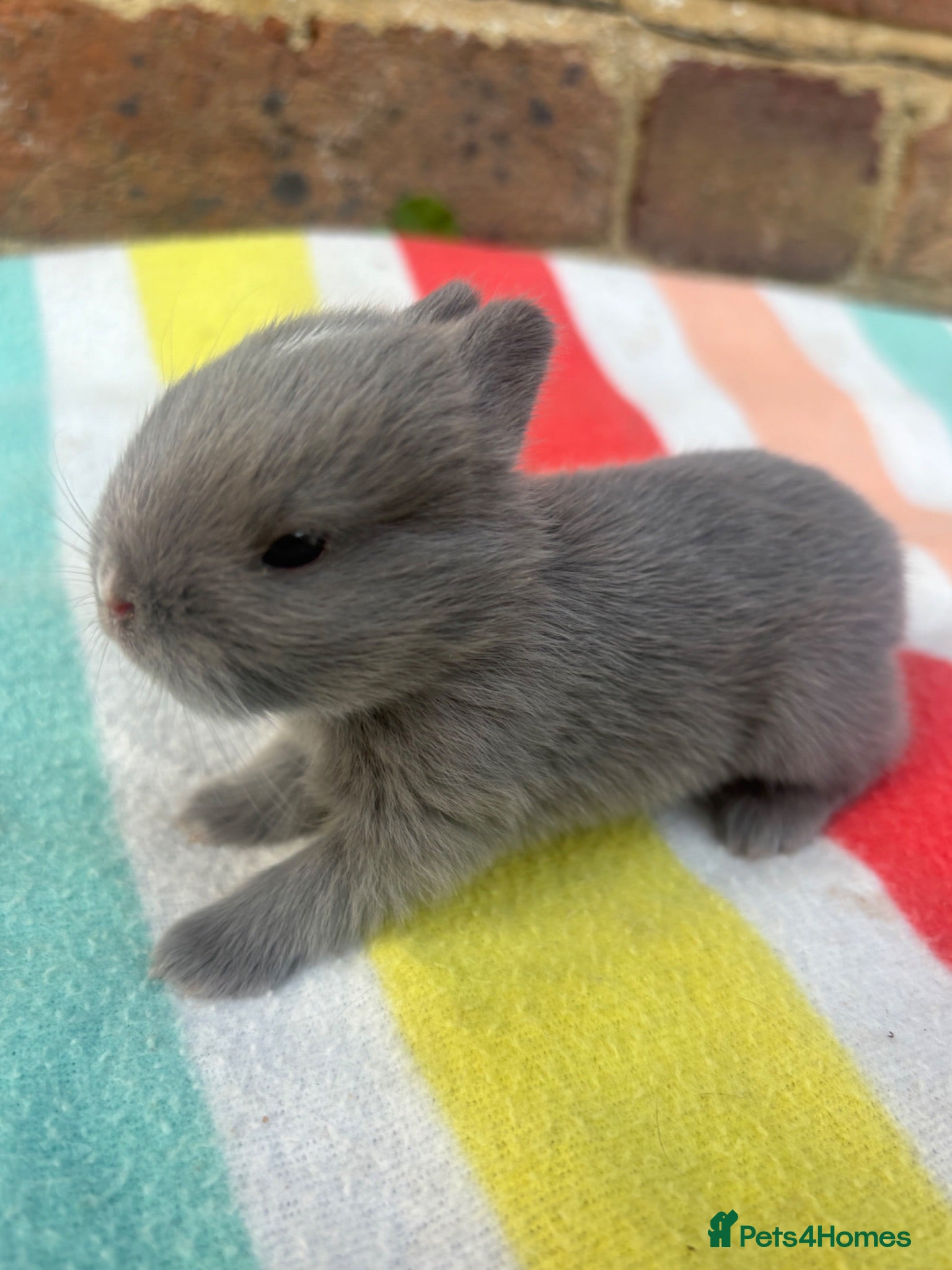 Netherland Dwarf rabbits White, Chocolate & Blue Netherland Dwarf Bunnies  - Advert 2