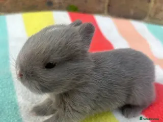 Netherland Dwarf rabbits White, Chocolate & Blue Netherland Dwarf Bunnies - Advert 2