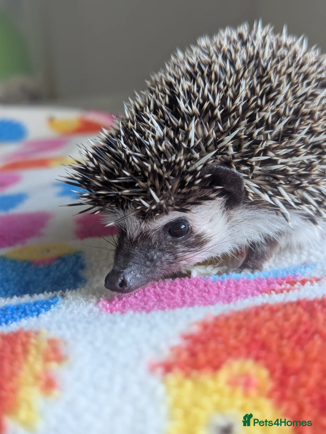 Pygmy Hedgehog rodents for sale: Beautiful Female Hoglet /Ready Now/Reduced!! - Advert 6