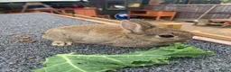 Netherland Dwarf rabbits for sale: Netherland Dwarf / Cross Baby Rabbits  - Advert 16