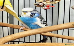 Budgerigars birds for sale: 3 Healthy Budgies with Cage & Toys Manchester  - Image 6