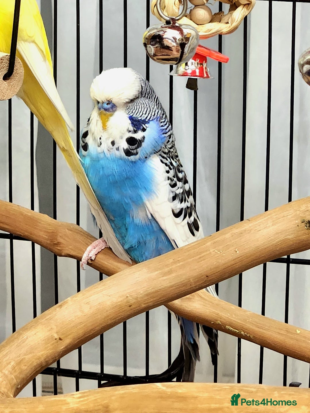 Budgerigars birds for sale: 3 Healthy Budgies with Cage & Toys Manchester  - Image 6