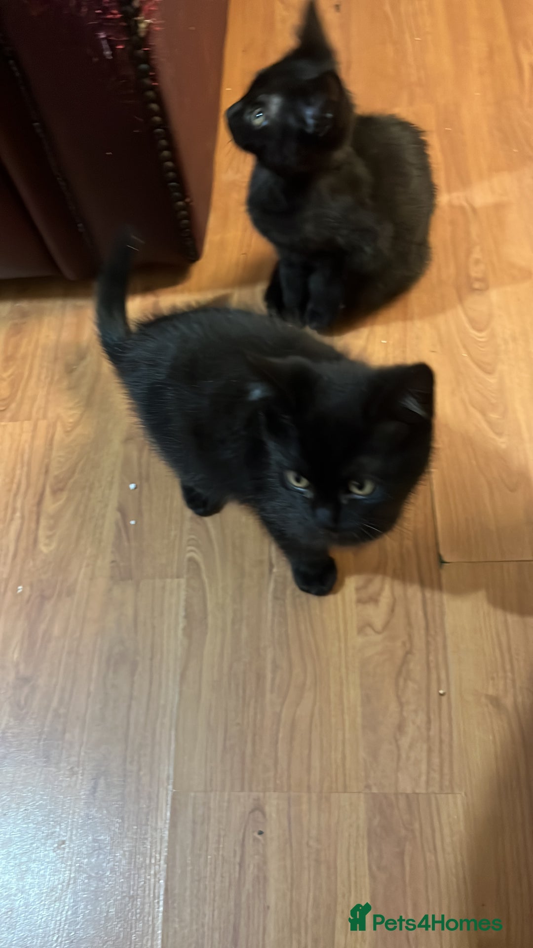 British Shorthair cats for sale: 2 little boys looking for home  - Advert 9