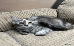 Maine Coon cats for sale: Beautiful Maine Coon kittens for sale - Image 2