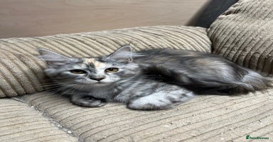 Maine Coon cats - Advert 14
