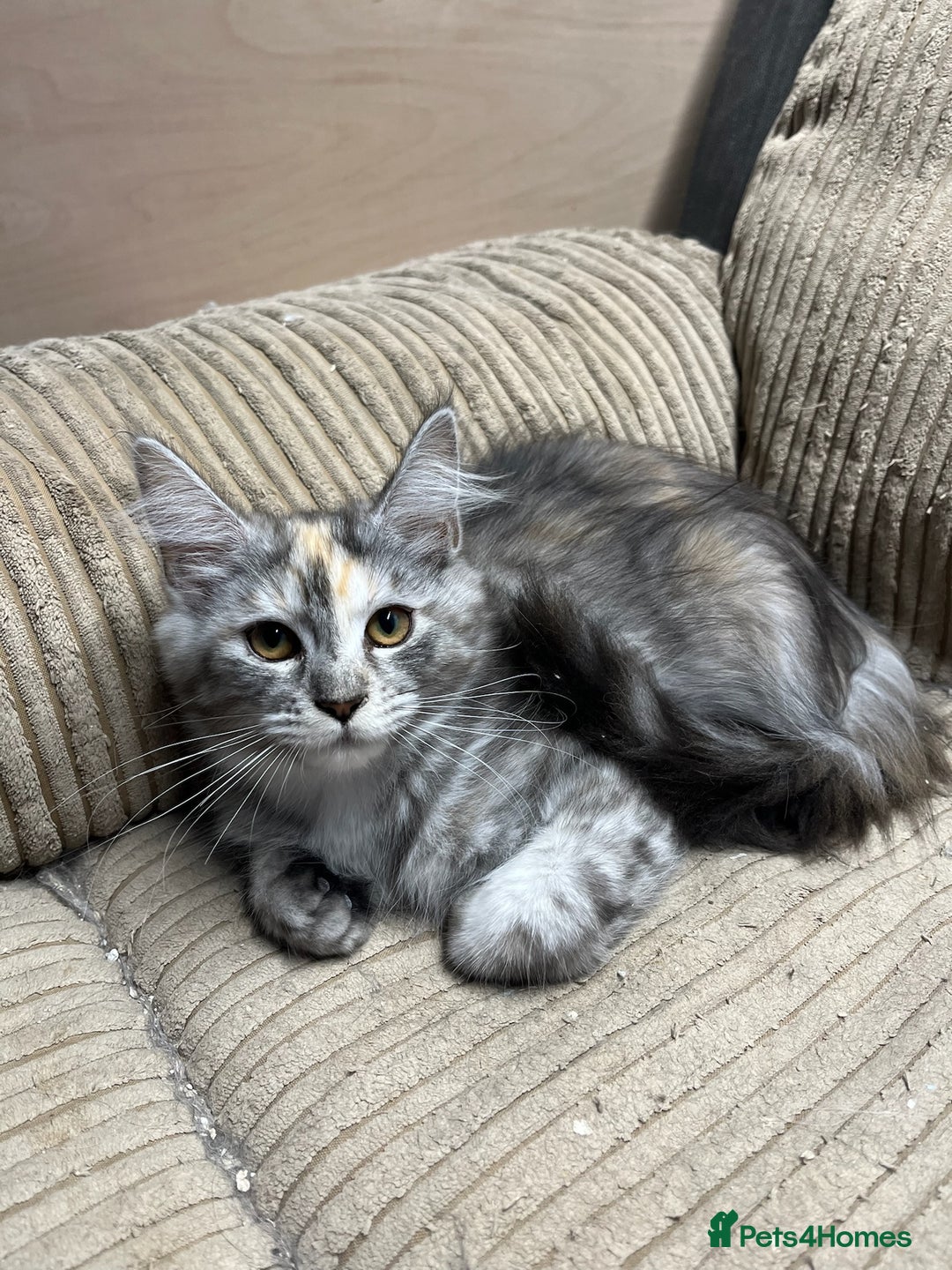 Maine Coon cats for sale: Beautiful Maine Coon kittens for sale - Image 2