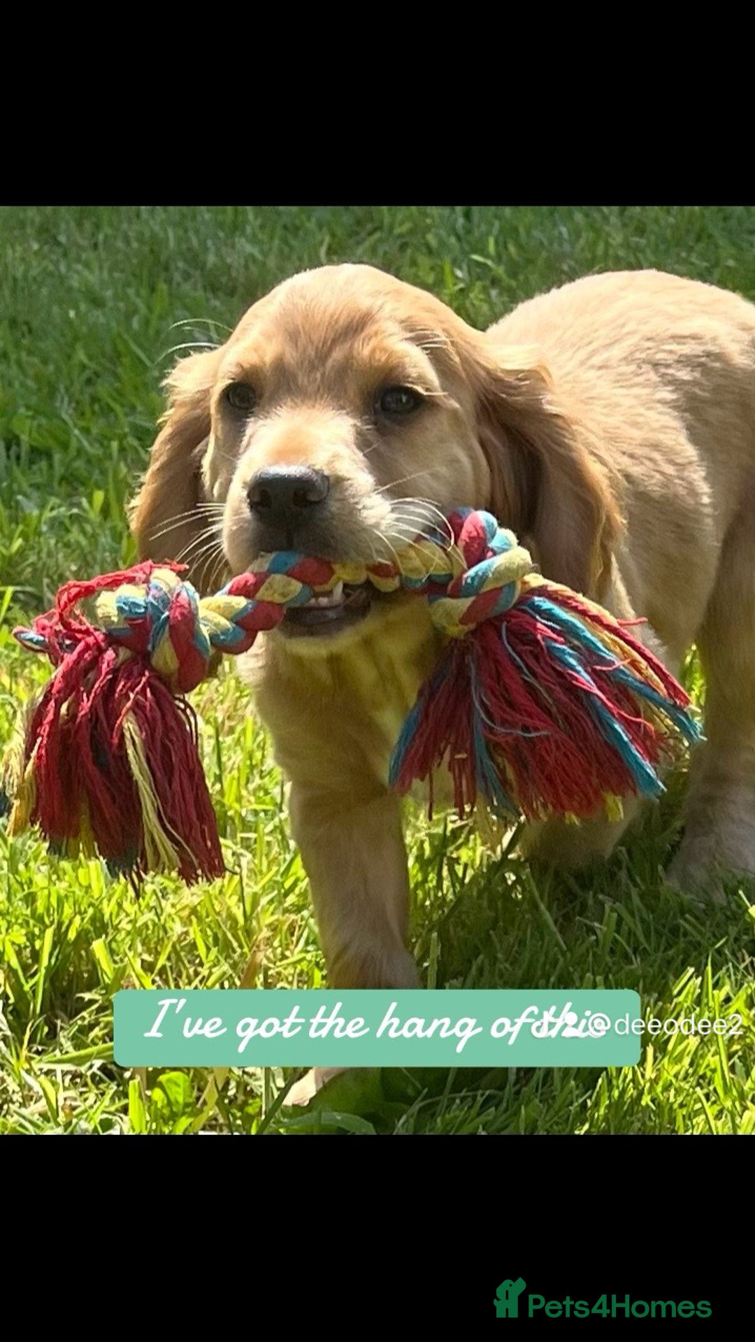 Cocker Spaniel dogs for sale: Working Cocker - Image 7