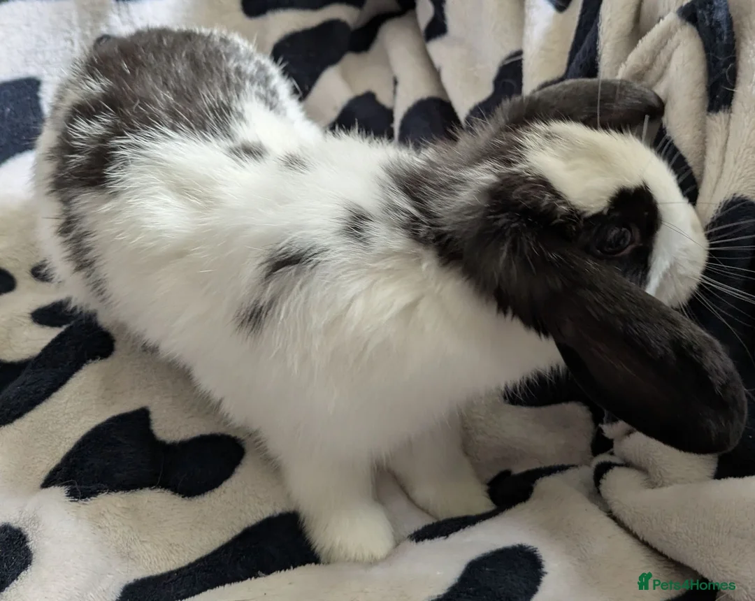 Mini Lop rabbits for sale: Gorgeous black and white mini lop buck. - Advert 5