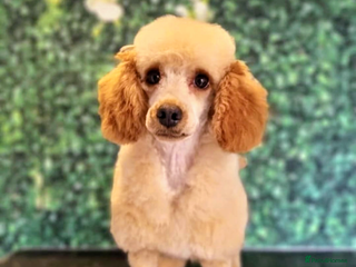 Miniature Poodle dogs in Ely - Advert 2