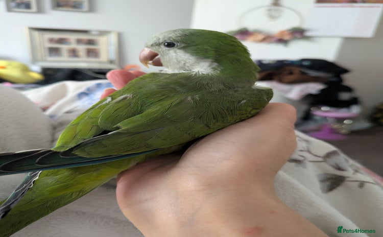 Parakeets birds - Advert 3