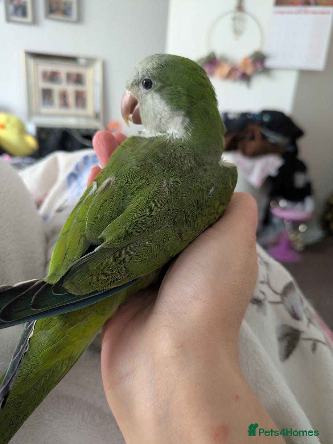 Parakeets birds for sale: Males and females DNA tested Quaker parrots babies - Advert 1