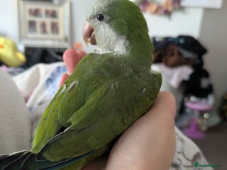 Parakeets birds - Advert 5