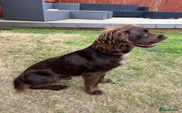 Cocker Spaniel dogs for stud: KC Cocker Spaniel Stud - Fully health tested  - Image 5
